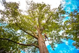 Best Fruit Tree Pruning  in Wrightwood, CA