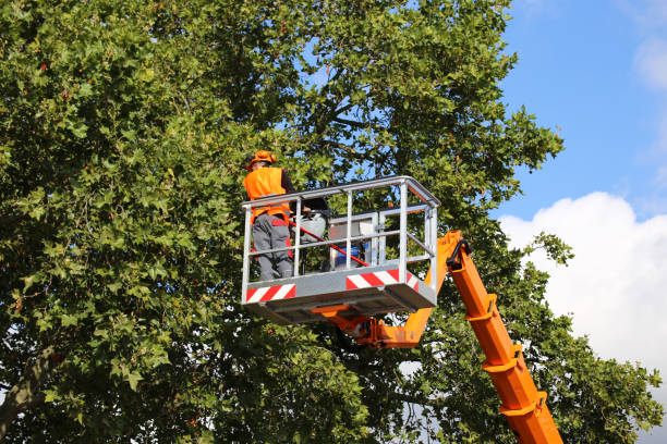 Best Tree Removal  in Wrightwood, CA