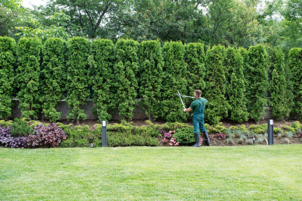 Best Artificial Turf Installation  in Wrightwood, CA