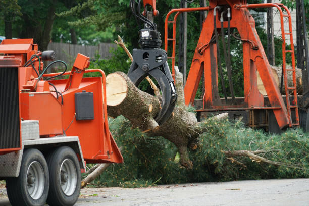  Wrightwood, CA Tree Removal Pros