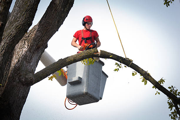 Best Fruit Tree Pruning  in Wrightwood, CA