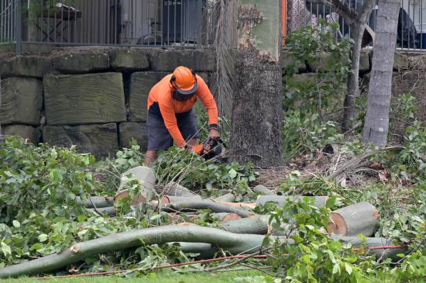 Best Storm Damage Tree Cleanup  in Wrightwood, CA