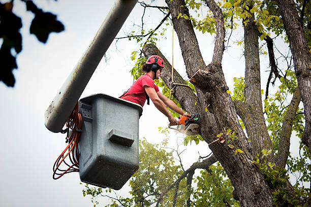 Best Tree Disease Treatment  in Wrightwood, CA
