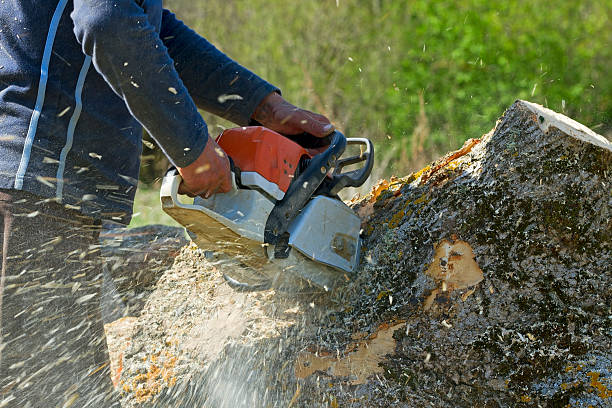 Best Lawn Maintenance Plans  in Wrightwood, CA