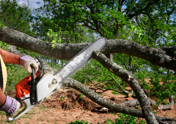 Best Seasonal Cleanup (Spring/Fall)  in Wrightwood, CA